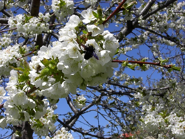 Navafría: primavera verano 2006 17