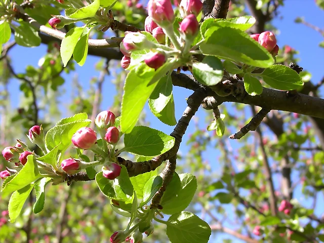 Navafría: primavera verano 2006 36