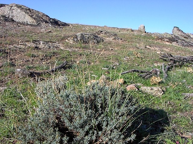 Lavanda