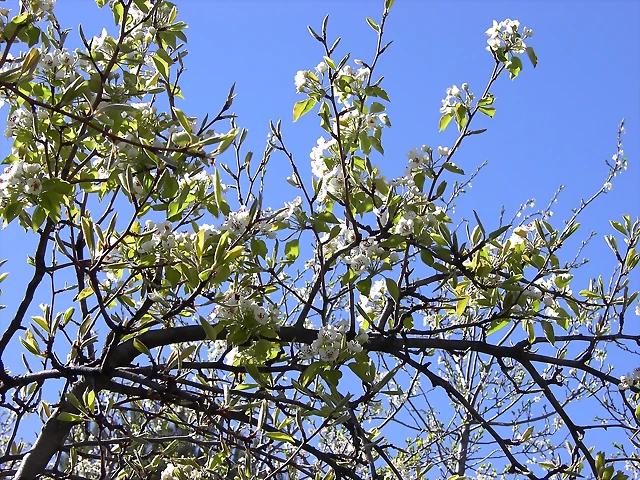 Navafría: primavera verano 2006 5