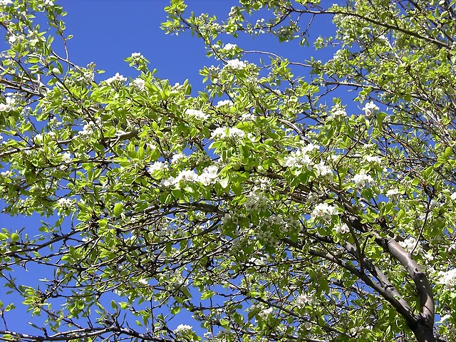 Navafría: primavera verano 2006 4