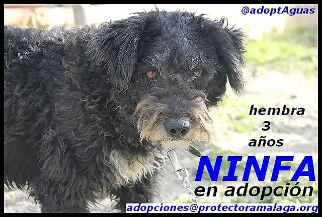 NINFA cartel