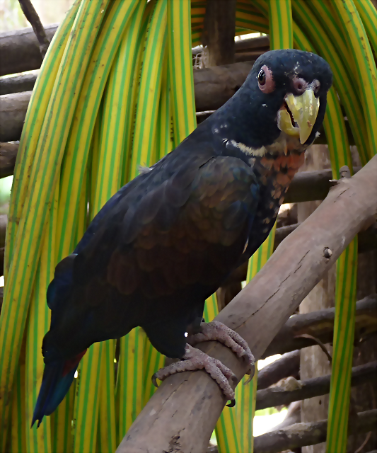 Pionus chalcopterus 3 (6-10-23 Bioparque Amaru) Pionus chalcopterus 3 (6-10-23 Bioparque Amaru)