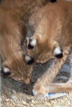 Lynx lynx comiendo pi?a Lynx lynx comiendo pi?a