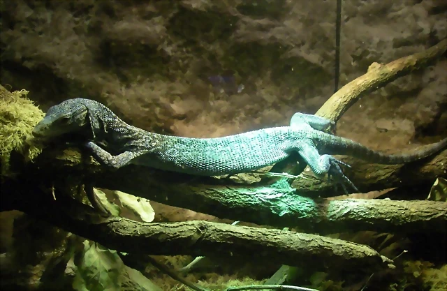 Varanus macraei (11-8-13 Zoo de Plzen) Varanus macraei (11-8-13 Zoo de Plzen)