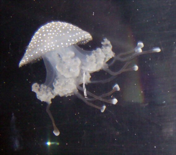 Phyllorhiza punctata 2 (21-8-11 Berlin Zoo-Aquarium) Phyllorhiza punctata 2 (21-8-11 Berlin Zoo-Aquarium)