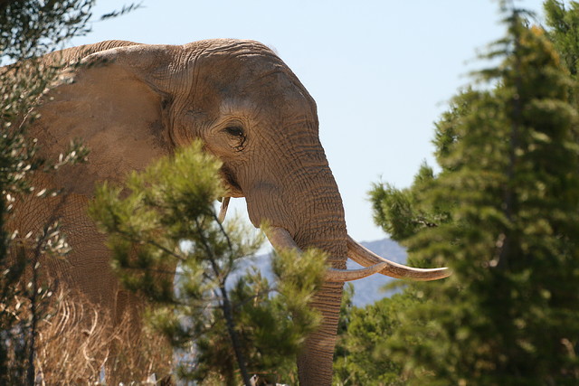 Zoo Lunaret + Sigean 18 i 19-09-10 1865 Zoo Lunaret + Sigean 18 i 19-09-10 1865