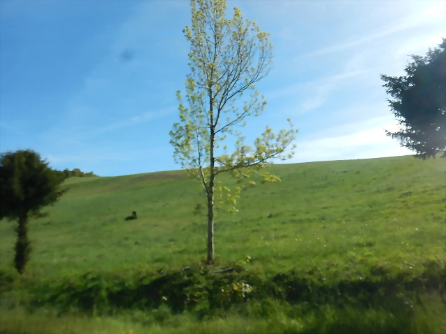DSCN2054 DSCN2054