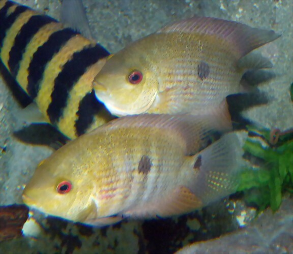 Heroina isonycterina Heroina isonycterina