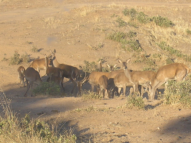 VILLAMALO VERANO 2004 (5)