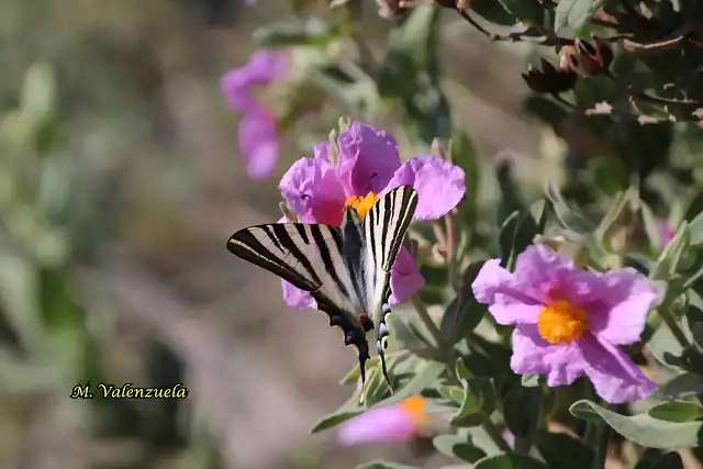 20, mariposa en flor, marca2