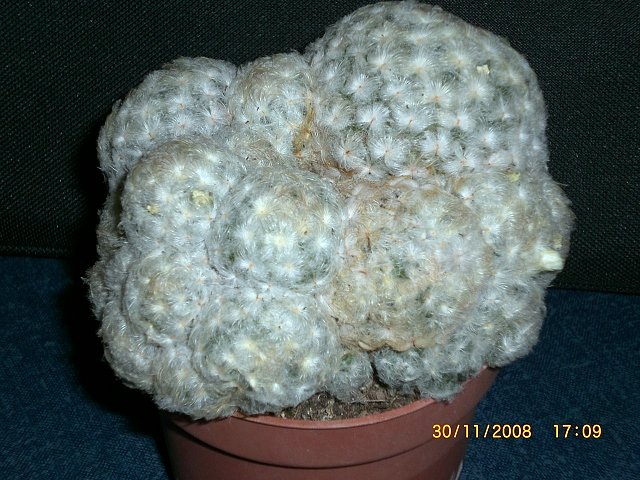 Mammillaria plumosa