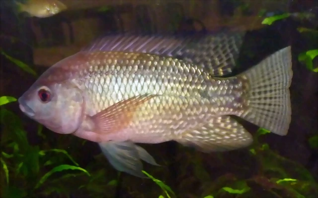 Oreochromis schweibischi (3-8-17 K?nig Museum) Oreochromis schweibischi (3-8-17 K?nig Museum)