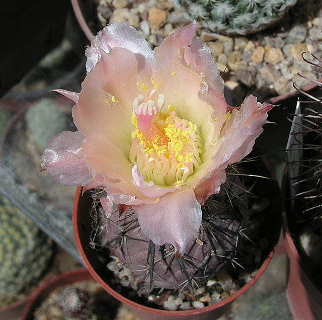 Tephrocactus geometricus