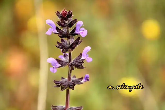 20, flor morada, marca