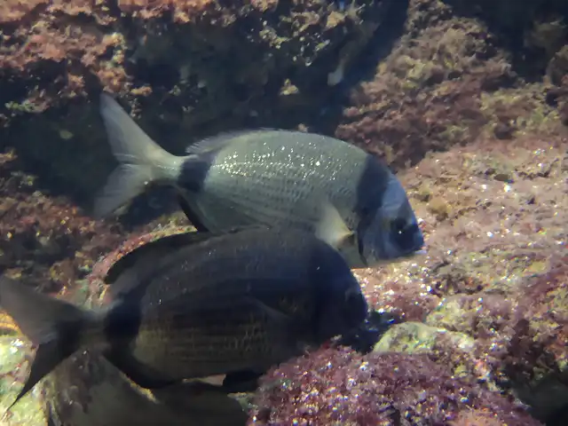 Mojarra (Diplodus vulgaris) Acuario Municipal de Santa Pola, Alicante