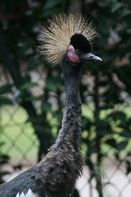 Zoo de Barcelona 04-08-2010 189 Zoo de Barcelona 04-08-2010 189