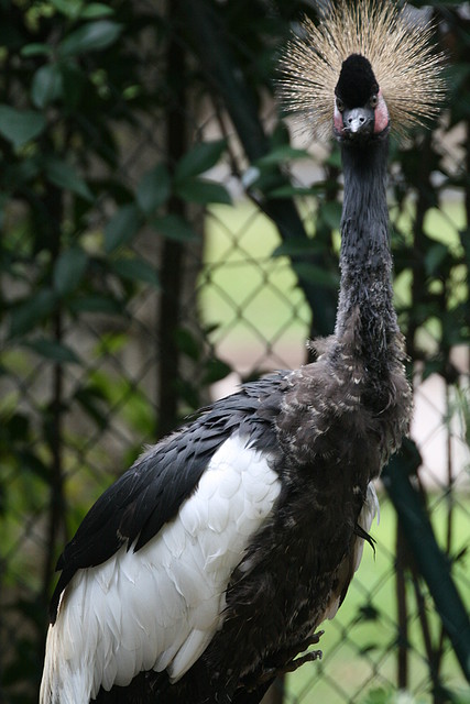 Zoo de Barcelona 04-08-2010 172 Zoo de Barcelona 04-08-2010 172