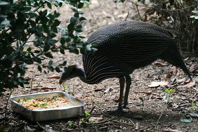 Zoo de Barcelona 04-08-2010 179 Zoo de Barcelona 04-08-2010 179