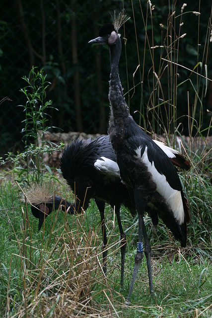 Zoo de Barcelona 04-08-2010 214 Zoo de Barcelona 04-08-2010 214
