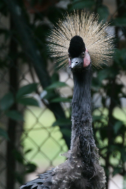 Zoo de Barcelona 04-08-2010 171 Zoo de Barcelona 04-08-2010 171