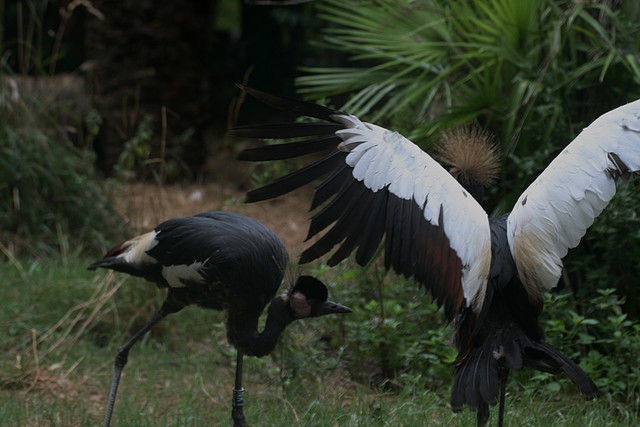 Zoo de Barcelona 04-08-2010 235 Zoo de Barcelona 04-08-2010 235