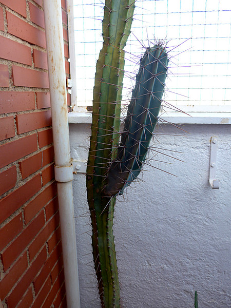 Cactus 01