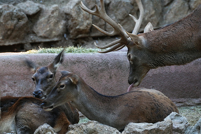 Zoo de Barcelona 29-09-2010 053 Zoo de Barcelona 29-09-2010 053
