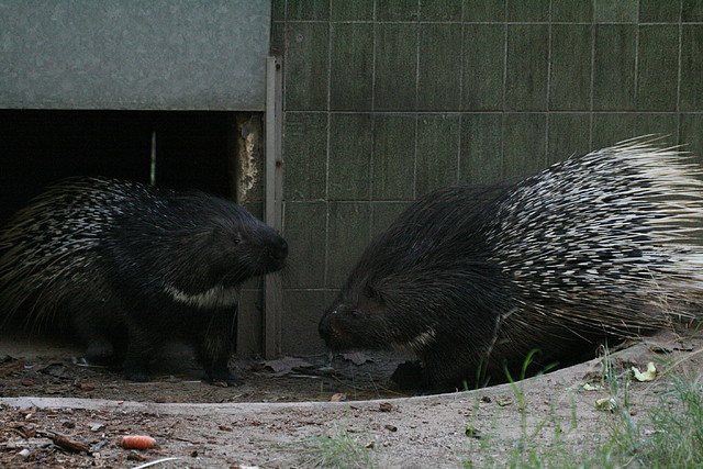Zoo de Barcelona 29-09-2010 483 Zoo de Barcelona 29-09-2010 483