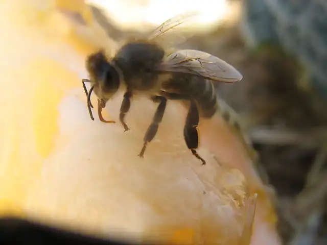 Agosto 2013 abejas (208)