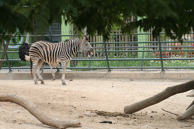 Zoo de Barcelona 529 Zoo de Barcelona 529