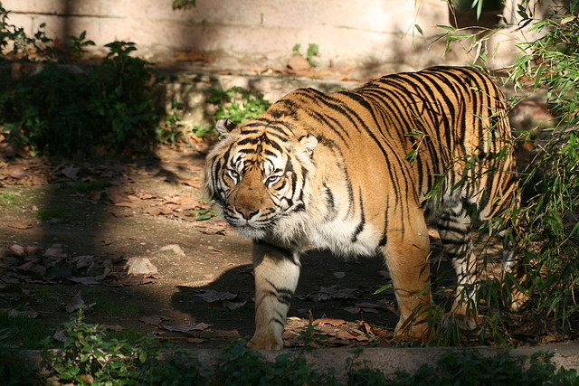Zoo de Barcelona 05-11-10 027 Zoo de Barcelona 05-11-10 027