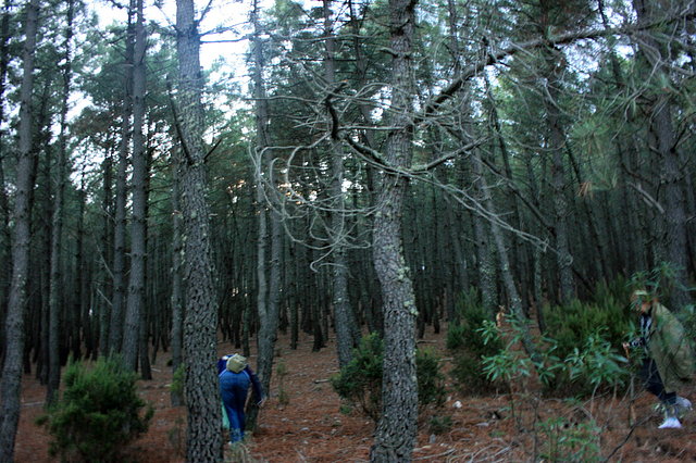 El bosque encantado