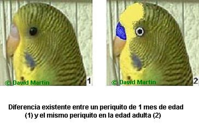 edad del perikito