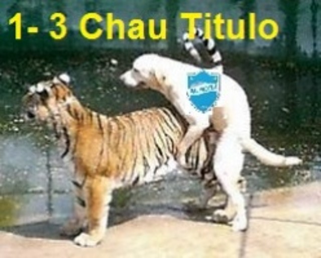 tigre-vs-perro1