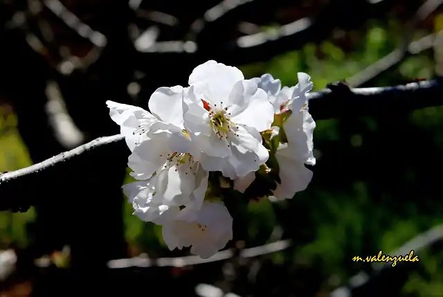 19, flores del guindo, marca