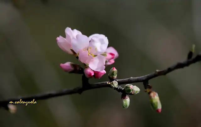 flor del amendro,  marca