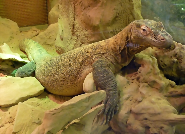Varanus komodoensis 2 (24-9-18 Artis) Varanus komodoensis 2 (24-9-18 Artis)