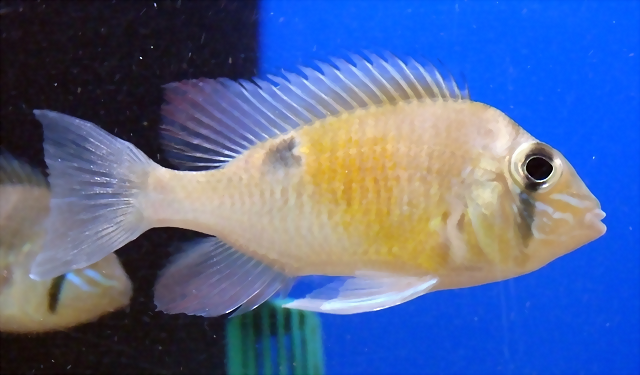Biotodoma cupido Biotodoma cupido