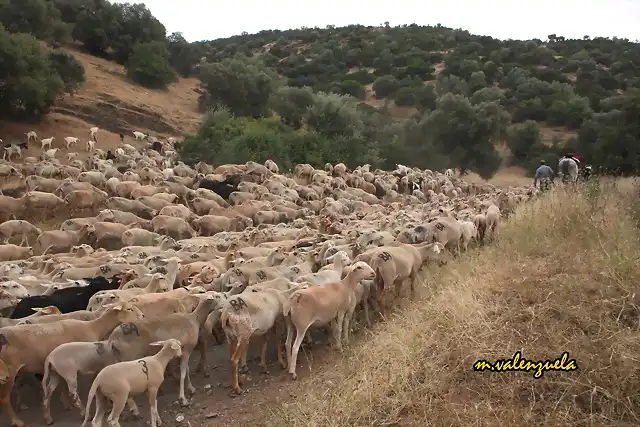 26b, el rebao en busca de la carnicera, marca