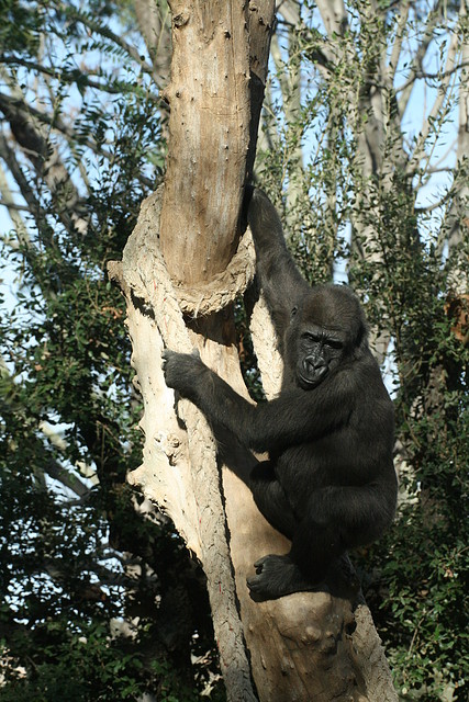 Zoo de Barcelona 08-01-2011 1148 Zoo de Barcelona 08-01-2011 1148