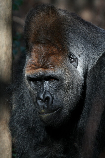 Zoo de Barcelona 08-01-2011 1126 Zoo de Barcelona 08-01-2011 1126