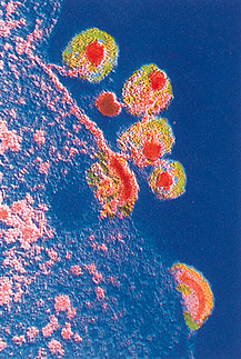 virus_infectando_una_celula