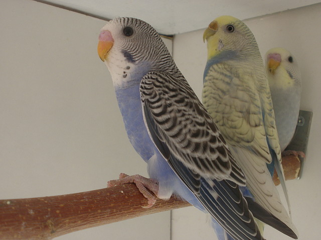 los 2 y mami los 2 y mami