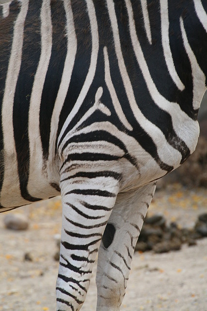 Zoo de Barcelona 306
