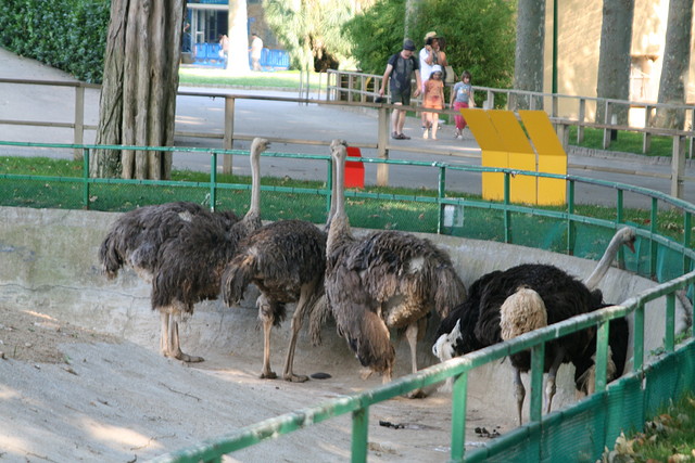 Zoo de Barcelona 072