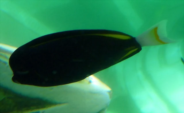 Acanthurus nigricans Acanthurus nigricans
