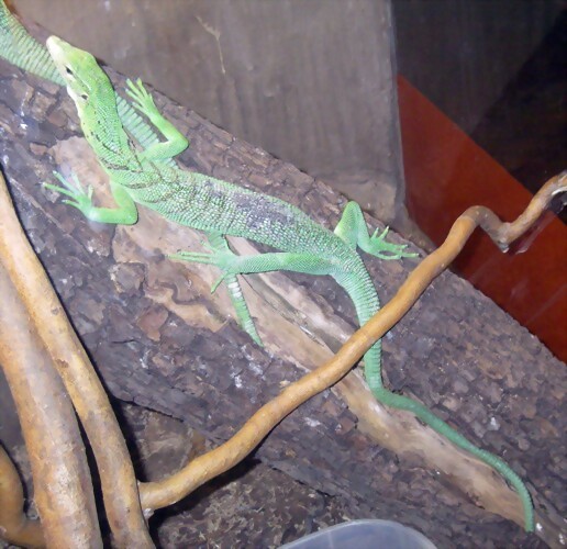 Varanus prasinus (16-6-13 Terarium Praha, Dubeč) Varanus prasinus (16-6-13 Terarium Praha, Dubeč)
