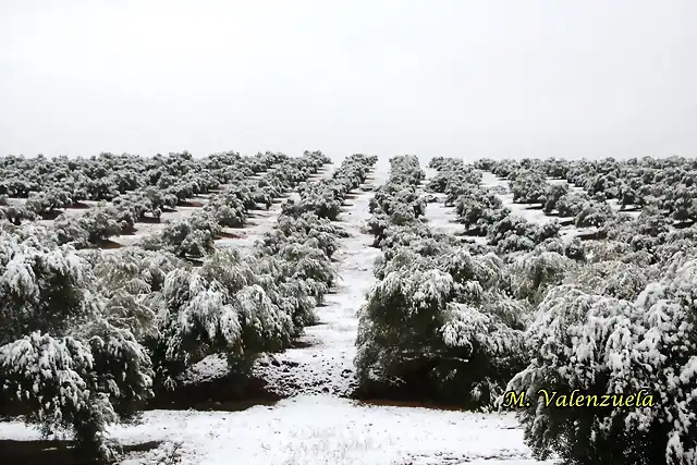 24, olivares del planto bajo, marca