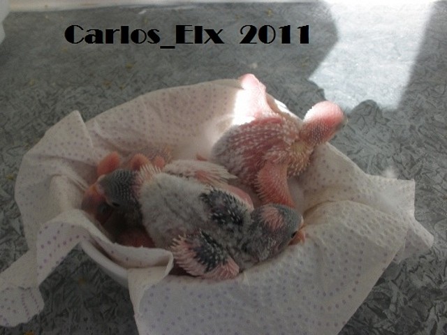 todos 16-2-11 todos 16-2-11